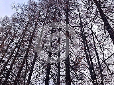 tall trees in the forest Stock Photo