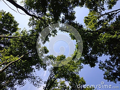 tall trees in the forest, reach for the sky and create Stock Photo