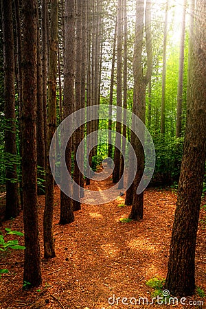 Tall Trees and Path Through Forest Stock Photo