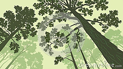 Tall trees reaching skyward, forest canopy view, nature design vector design Generative AI Vector Illustration