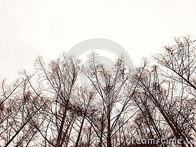 Tall trees sky view silhouettes Stock Photo