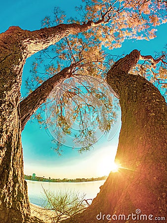 GOLD COAST, AUSTRALIA Budds Beach Trees at Sunset Stock Photo