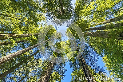 Tall Trees Towering Redwoods National Park Crescent City California Stock Photo