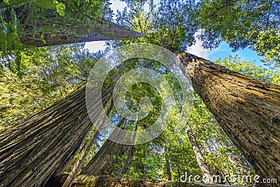 Tall Trees Towering Redwoods National Park Crescent City California Stock Photo