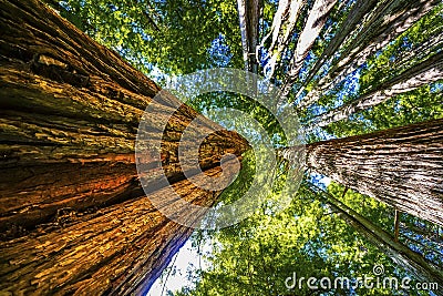 Tall Trees Towering Redwoods National Park Crescent City California Stock Photo