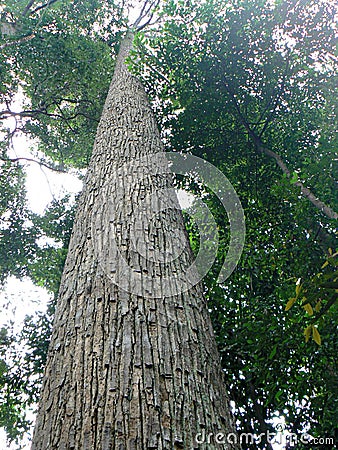 Tall tropical tree Stock Photo
