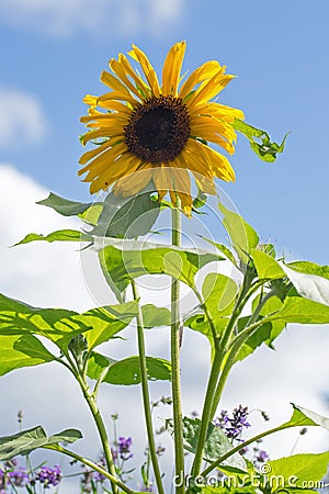 Tall upright Yellow Sunflower in bloom , against a natural pale blue sky Stock Photo