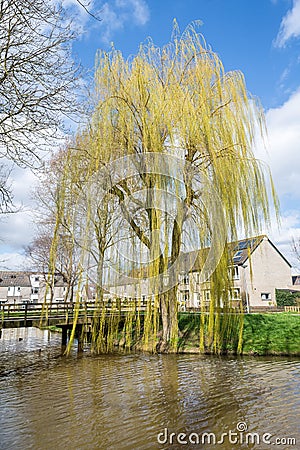 Weeping Willow in early spring Stock Photo
