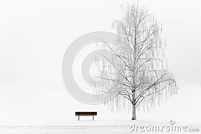 Tall weeping willow tree with a park bench on complete white background. Stock Photo