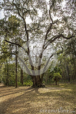 A tall weeping willow tree surrounded by lush green plants and trees on a dirt trail at Wormsloe Historic Site in Savannah Georgia Stock Photo