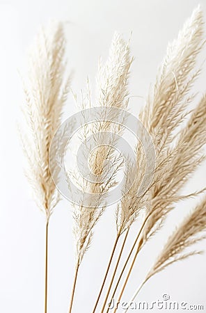 Tall White Plant With Long Brown Stems Stock Photo