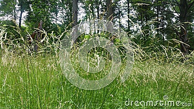 Tall Grass Stock Photo