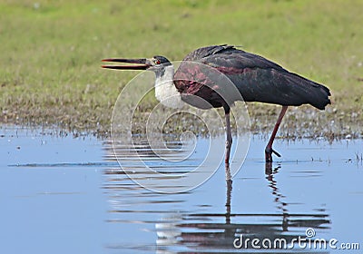Tall Woolly Necked Stork driks water from river Stock Photo