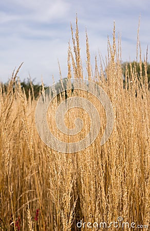 Tall yellow grass meadow Stock Photo