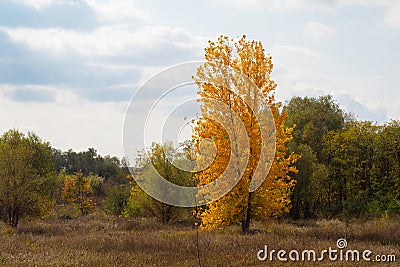 Tall yellow tree in forest, at autumn Stock Photo