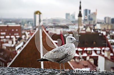 Tallinn, Estonia oldtown view with seagull from Toompea hill. Stock Photo