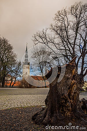 TALLINN, ESTONIA: St. Nicholas ` Church, Niguliste Church, Niguliste kirik. Old snag tree stump, beautiful autumn landscape in the Stock Photo