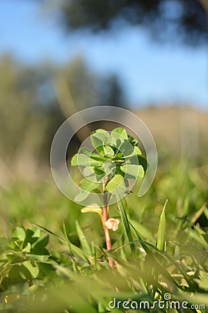 The tallness of a green plant Stock Photo