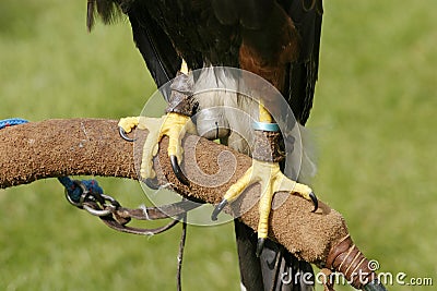 Talons Stock Photo