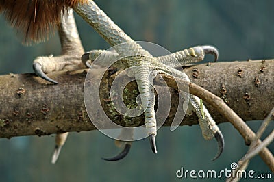 NZ Falcon talons Stock Photo