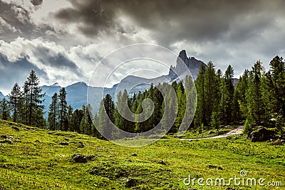 Taly, Dolomites - a wonderful landscape, meadow among pine Stock Photo