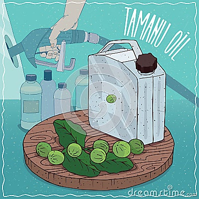 Tamanu oil used for fuel production Vector Illustration