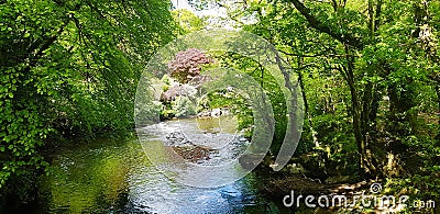 The Tamar Valley River Tavy A Area of Outstanding Natural Beauty with a visit to Denham Wood, Devon uk Stock Photo