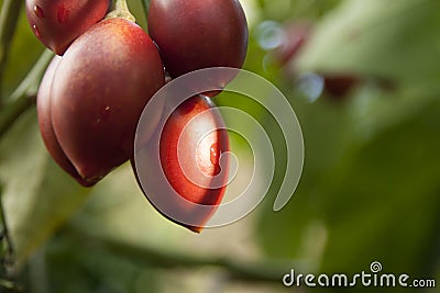 Tamarillo elongate tomato fruit shrub Stock Photo