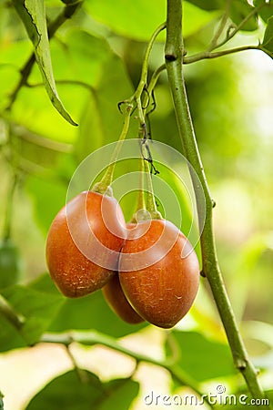 Tamarillo tropical fruit on the tree - Solanum betaceum Stock Photo