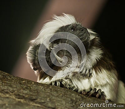 Tamarin Baby Stock Photo