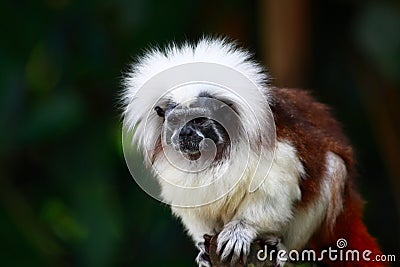 Tamarin Monkey Stock Photo