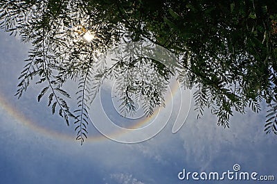 Tamarind branches under ring of sun halo Stock Photo