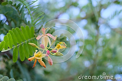 Tamarind flower Stock Photo