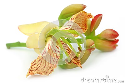 Tamarind flower Stock Photo