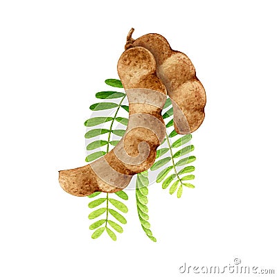 Tamarind fruit watercolor illustration. Hand drawn realistic tamarindus indica fruit and green leaf element. Tamarind Cartoon Illustration