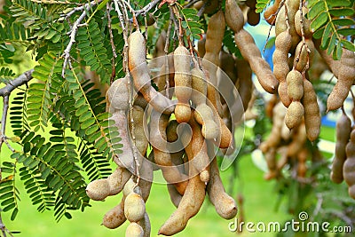 Tamarind tree with fruit in tepoztlan, morelos I Stock Photo