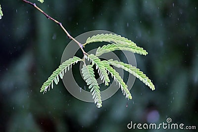 Tamarind Leaves in Rain Time Stock Photo