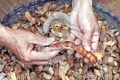 Tamarind peel in hand, organic tamarind nature, tamarind heap Stock Photo