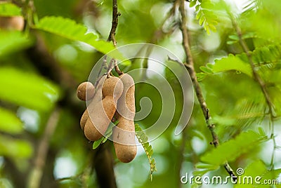 Tamarind Pods in its Tree Stock Photo