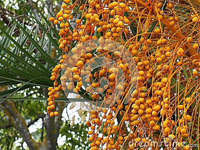 Tamarind Tree Or Tamarindus Indica With Pods Stock Photo