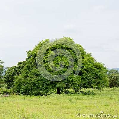 Tamarind tree Stock Photo
