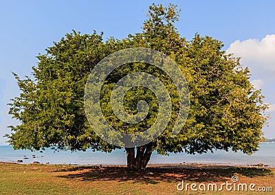 Tamarind tree Stock Photo