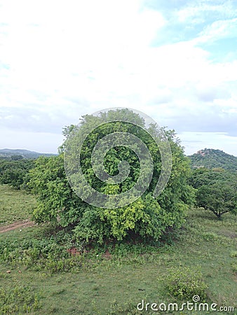 Tamarind tree in farm Stock Photo