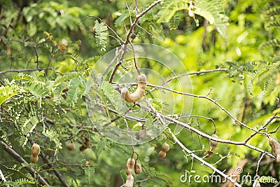 Tamarind on tree. Sour taste fruit. Stock Photo