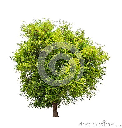 Tamarind tree (Tamarindus indica) Stock Photo