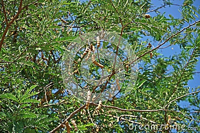Tamarind, tropical fruit tree, tropuical Asia Stock Photo