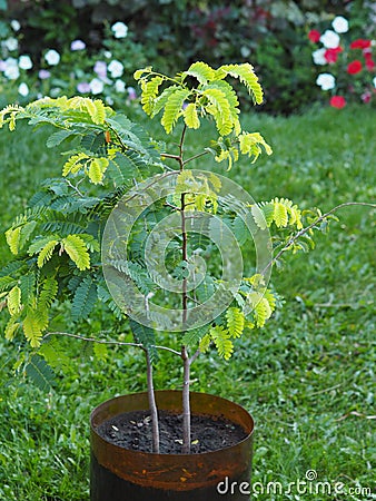 Tamarind is a tropical tree. Home plant growing.A five year old tamarind tree with carved leaves, grown from seeds in the northern Stock Photo