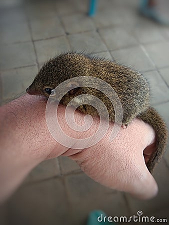 tame little squirrel in the hand Stock Photo