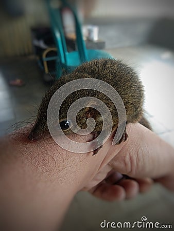 tame little squirrel in the hand Stock Photo