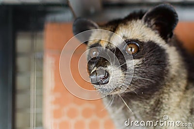 Tame Luwak - wild viverra living in forests in Asia Stock Photo